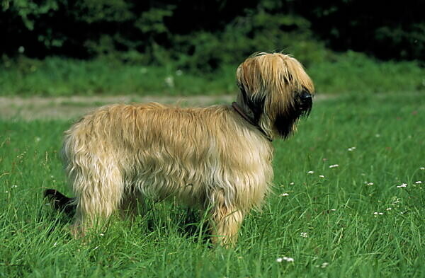 Briard franconia new arrivals